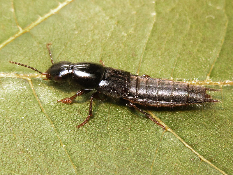 Staphylinidae:  Quedius sp.